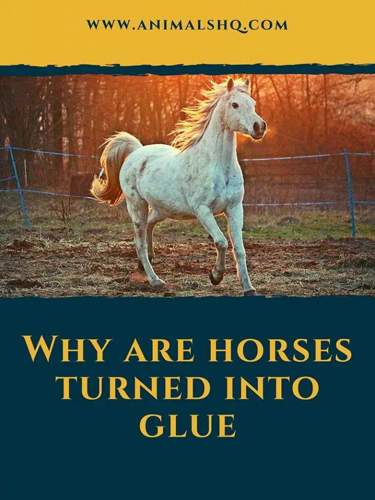 How Are Horses Made Into Glue