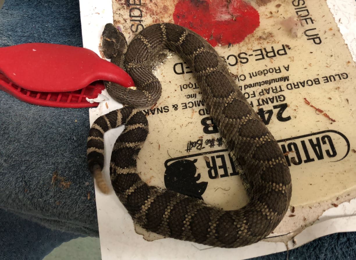 How To Free A Snake From A Glue Trap