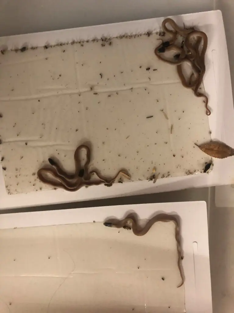 How To Get A Snake Out Of A Glue Trap