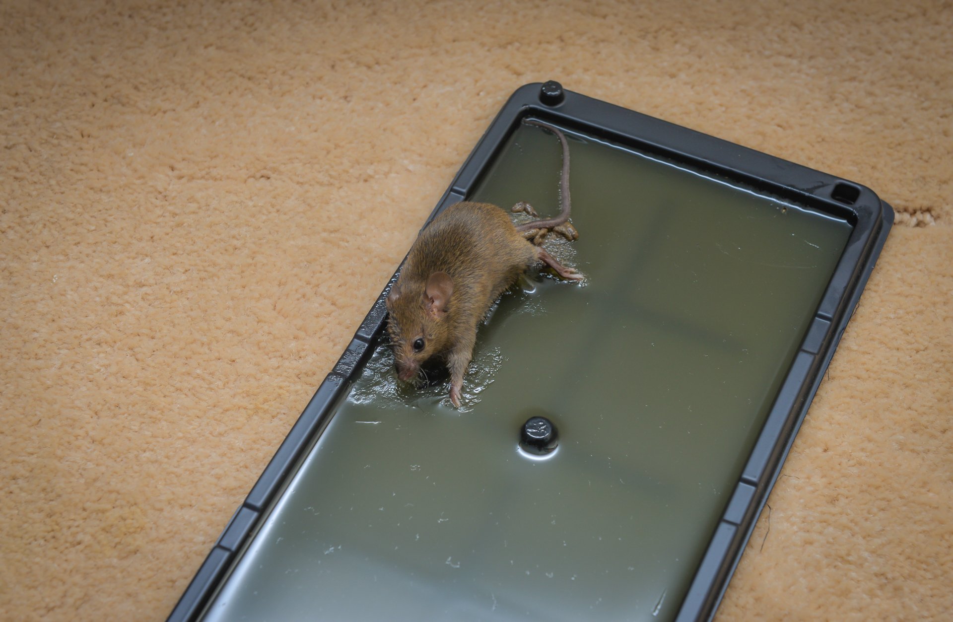 What Are Glue Traps Used For